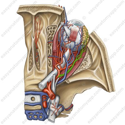 Lacrimal artery (arteria lacrimalis)